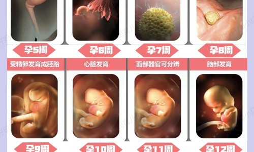 哺乳期间可以吃当归网 | 哺乳期间可以吃当归羊肉汤吗,哺乳期能吃当归