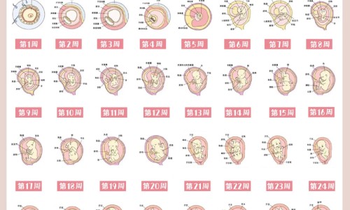 哺乳期间可以吃当归网 | 哺乳期间可以吃当归羊肉汤吗,哺乳期能吃当归